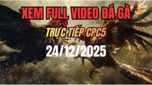 Xem Lại Video Đá Gà CPC5 Trực Tiếp Ngày 24/12/2025