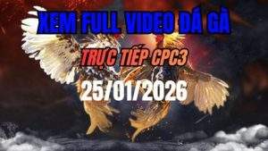Xem Lại Video Đá Gà CPC3 Ngày 25/01/2026