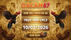 Xem Lại Video Đá Gà CPC3 Ngày 10/02/2026