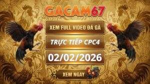 Xem Lại Video Đá Gà CPC4 Ngày 02/02/2026