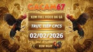 Xem Lại Video Đá Gà CPC5 Ngày 02/02/2026