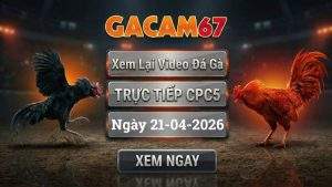 Xem Lại Video Đá Gà CPC5 Ngày 21/04/2026