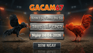 Xem Lại Video Đá Gà CPC2 Ngày 24/04/2026